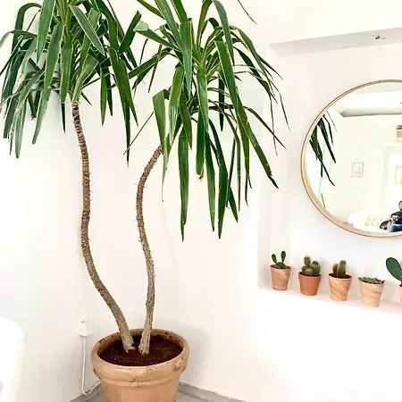 King A Аргостолион